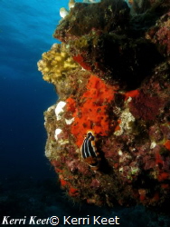 Chromodoris magnifica nudibranch by Kerri Keet 